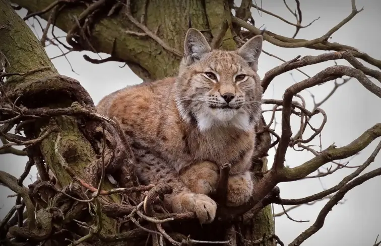 Lince-ibérico numa árvore.